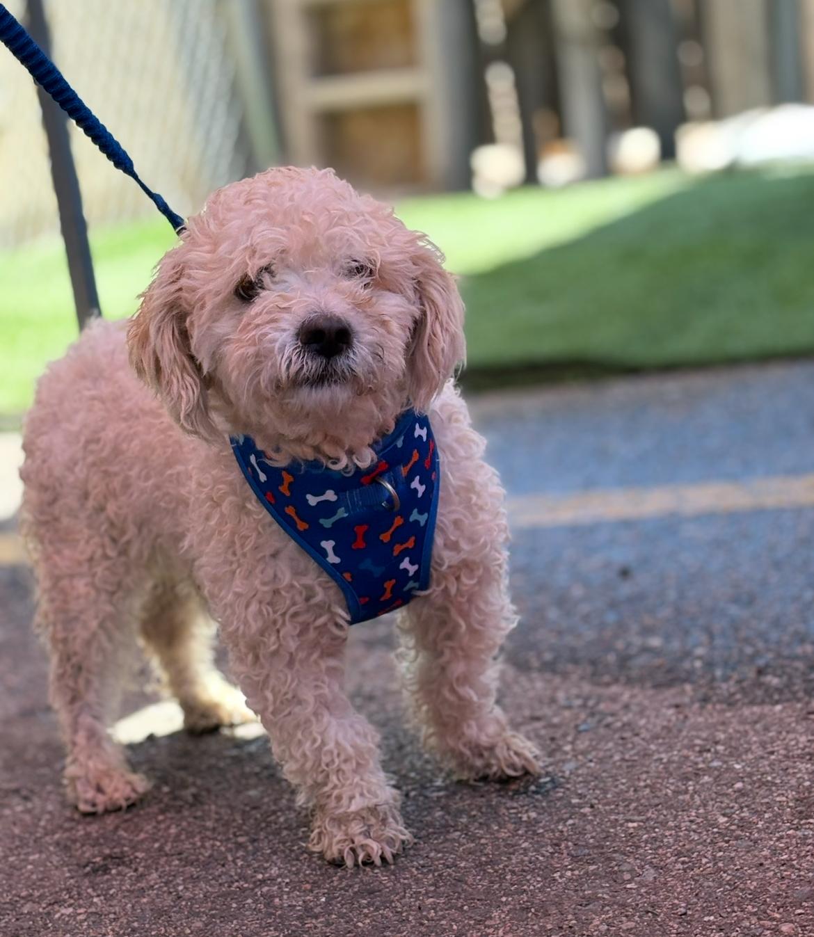 Hendrix, adopted, Adult Male Miniature Poodle.