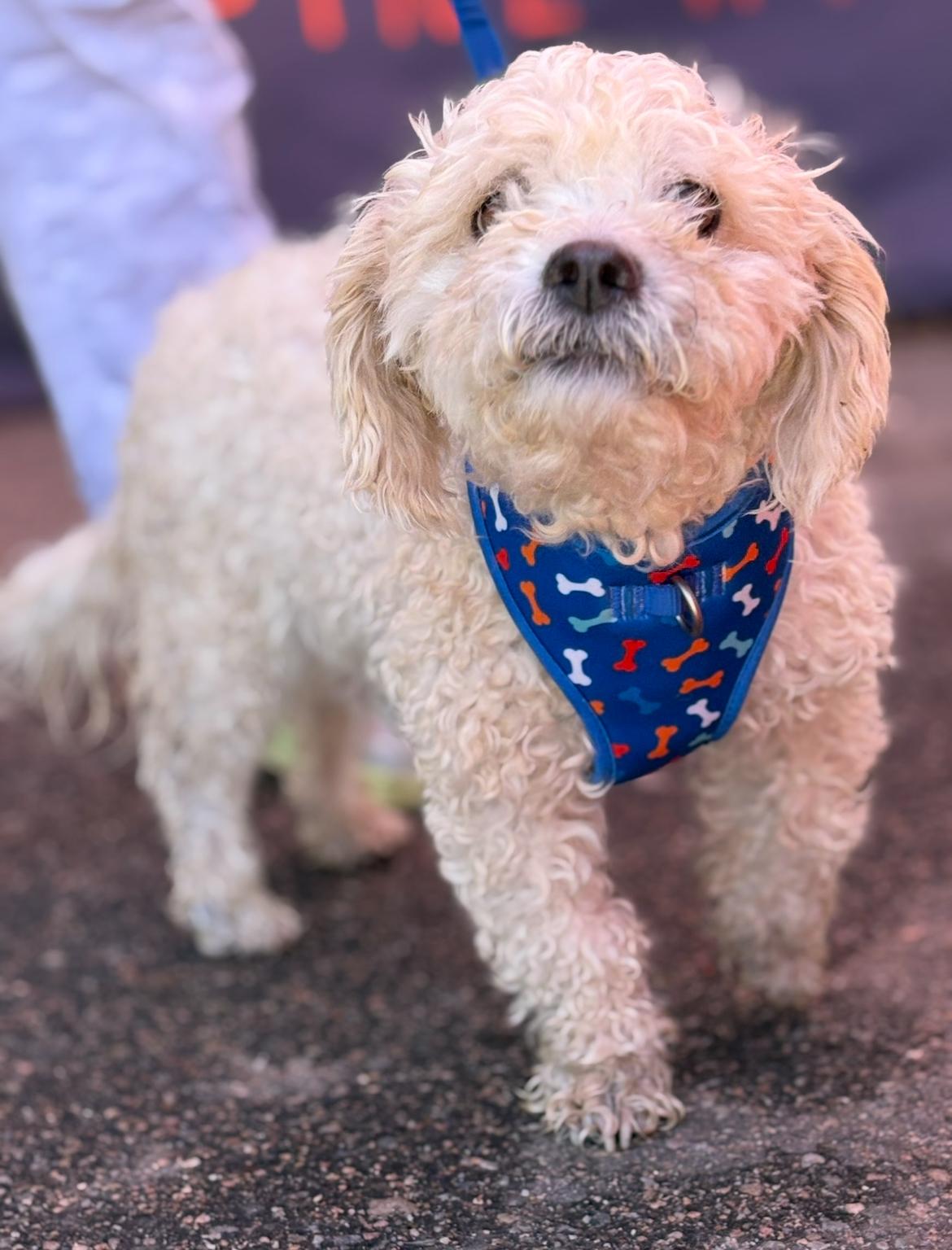 Hendrix, an adopted mixed breed in Longmont, CO image 2/2