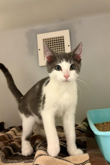 YUNG GRAVY, Adoptable, Kitten Male Domestic Short Hair.