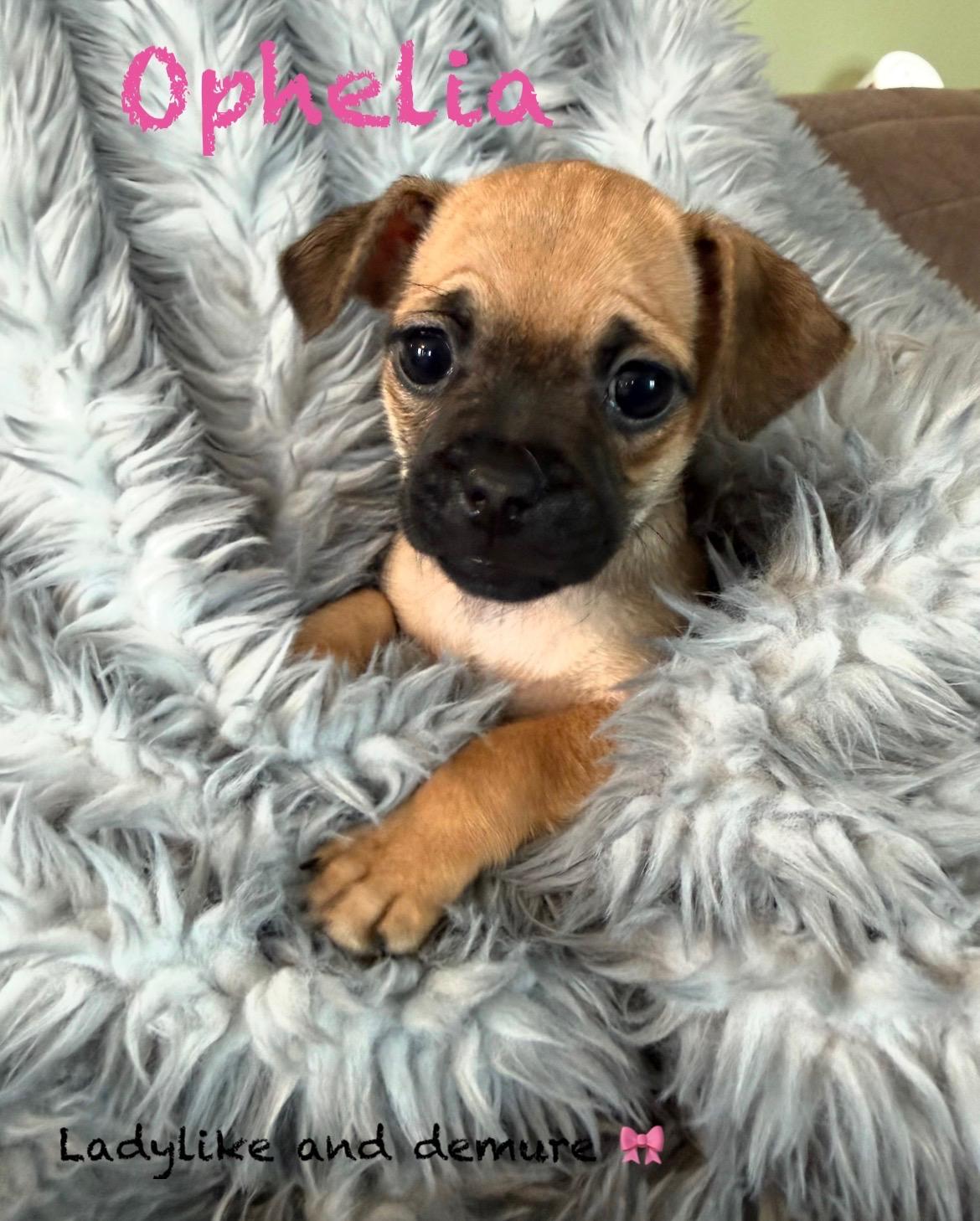 Enlarge Female Pug/Min Pin Pups , a ADOPTABLE mixed breed in Pawcatuck , CT image 2/4