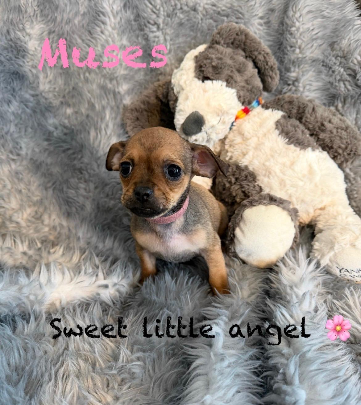 Enlarge Female Pug/Min Pin Pups , a ADOPTABLE mixed breed in Pawcatuck , CT image 4/4