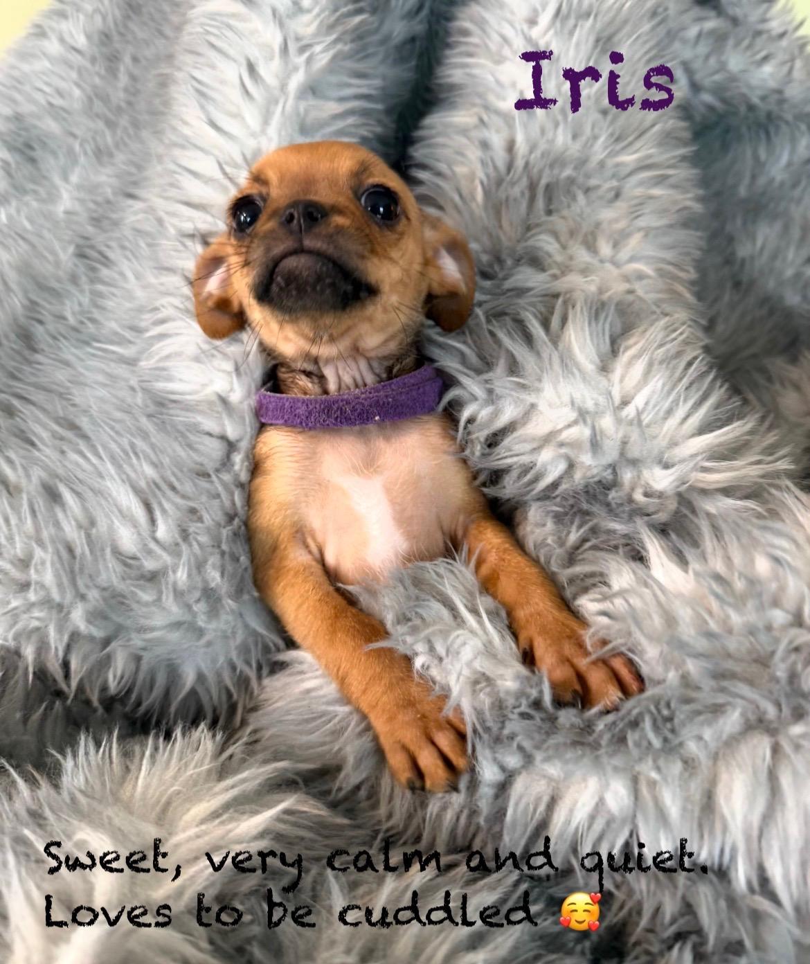 Female Pug/Min Pin Pups , ADOPTABLE, Puppy Female Pug & Miniature Pinscher.