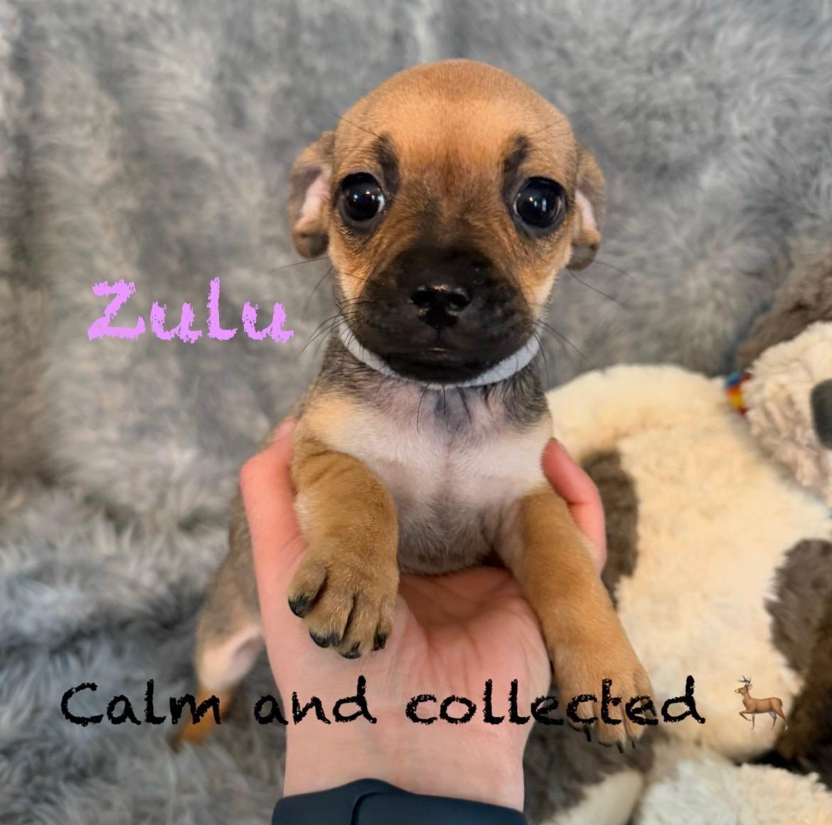 Enlarge Female Pug/Min Pin Pups , a ADOPTABLE mixed breed in Pawcatuck , CT image 3/4