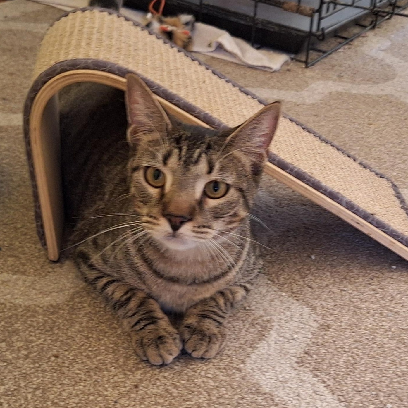 Teagan (Sadies Babes Litter), Adoptable, Kitten Female Domestic Short Hair.