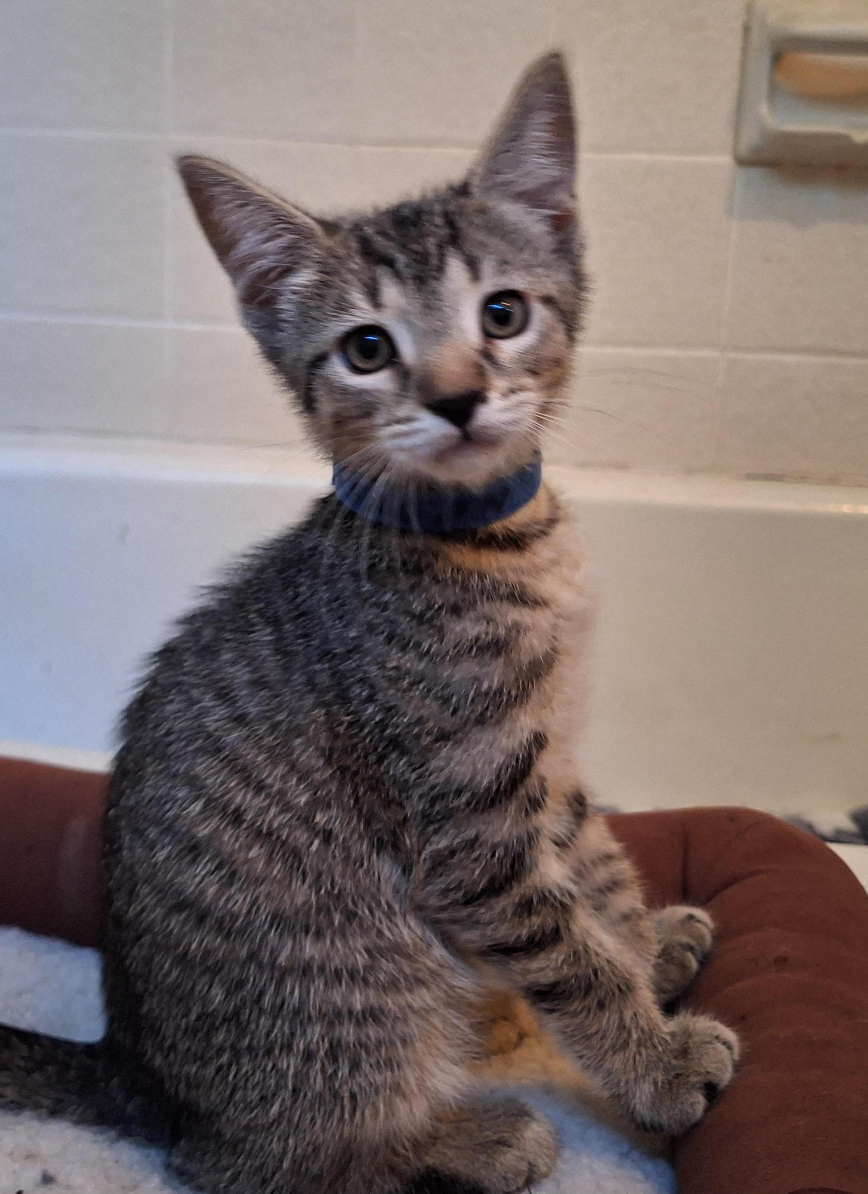 Teagan (Sadies Babes Litter), Baby Female Domestic Short Hair