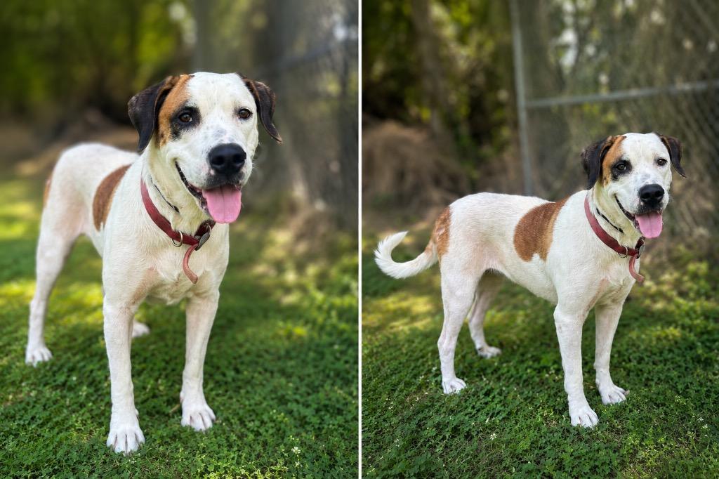 Mina, Adoptable, Adult Female Pit Bull Terrier & Mixed Breed.