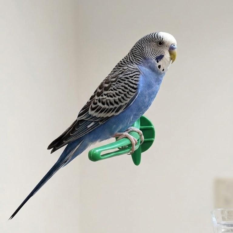 Ms. Squeakers, Adoptable, Adult Female Parakeet (Other).