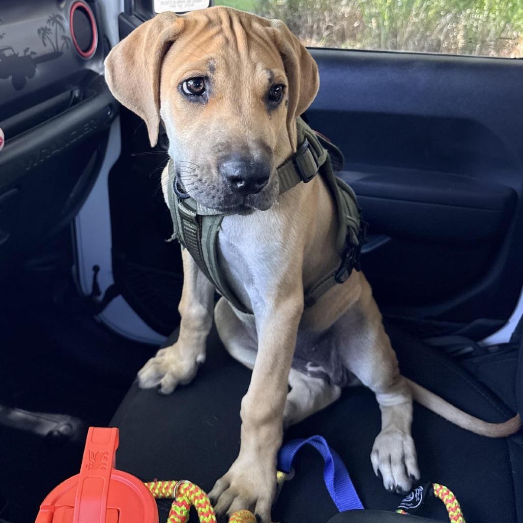 Clarabelle, Adoptable, Puppy Female Great Dane & Mastiff.
