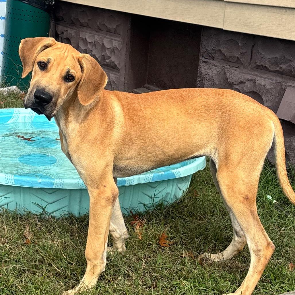 Enlarge Clarabelle, a Adoptable mixed breed in Pasadena , MD image 2/6