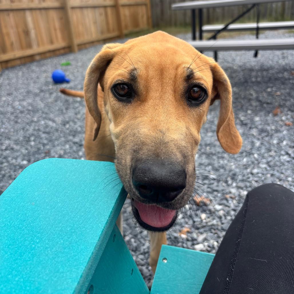 Enlarge Clarabelle, a Adoptable mixed breed in Pasadena , MD image 3/6