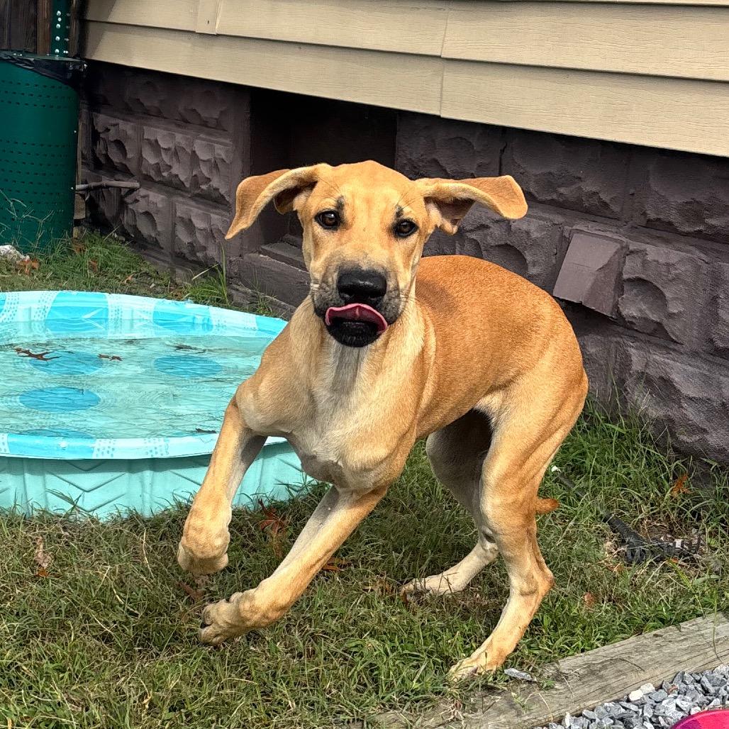 Enlarge Clarabelle, a Adoptable mixed breed in Pasadena , MD image 4/6