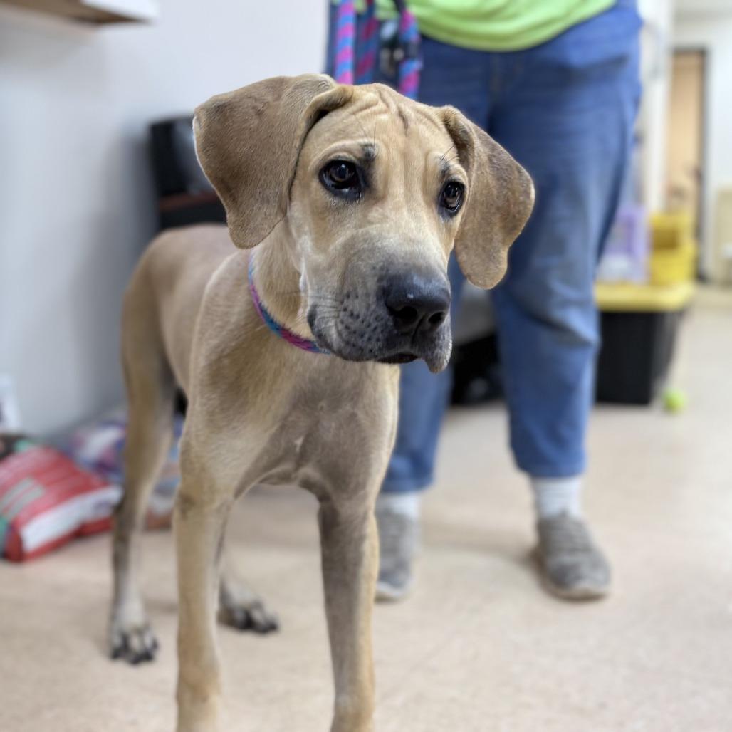 Enlarge Clarabelle, a Adoptable mixed breed in Pasadena , MD image 5/6