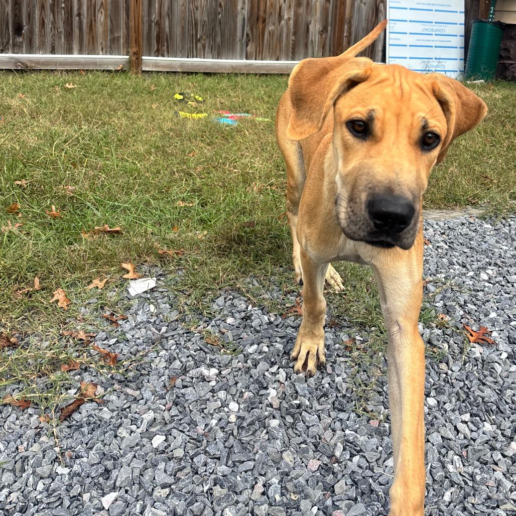 Enlarge Clarabelle, a Adoptable mixed breed in Pasadena , MD image 6/6