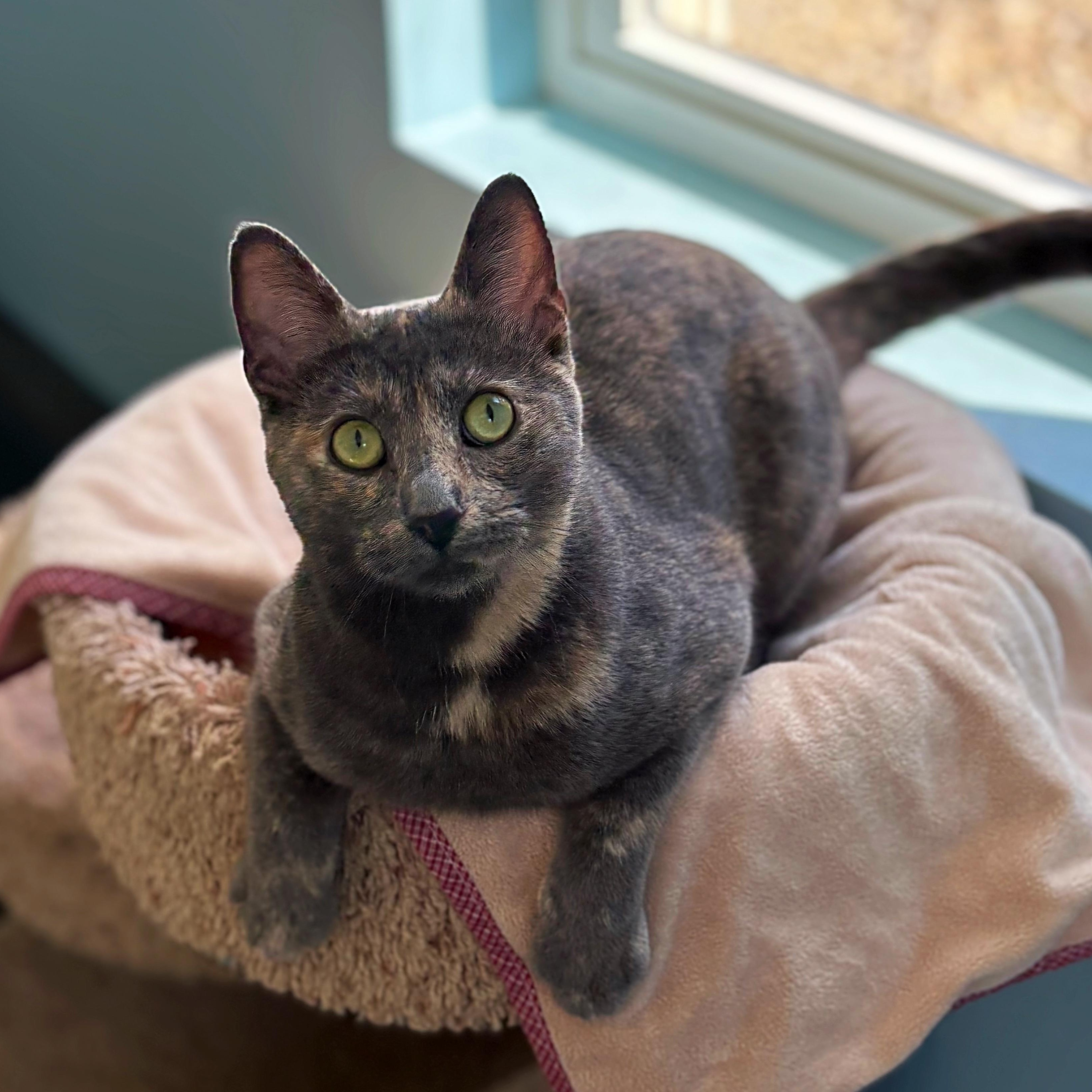 Cleo, a Adoptable Domestic Short Hair in Godfrey, IL image 1/2