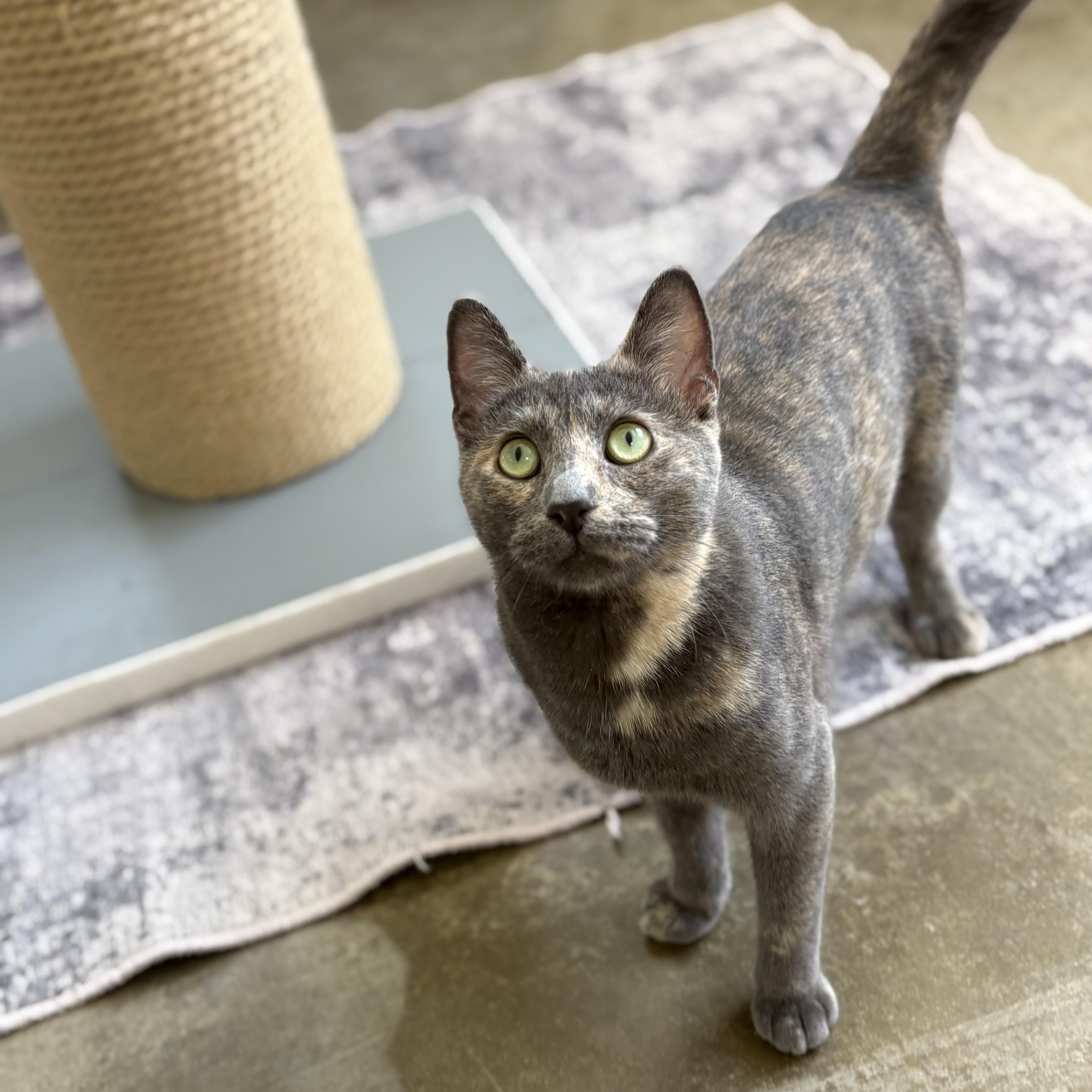 Cleo, a Adoptable Domestic Short Hair in Godfrey, IL image 2/2