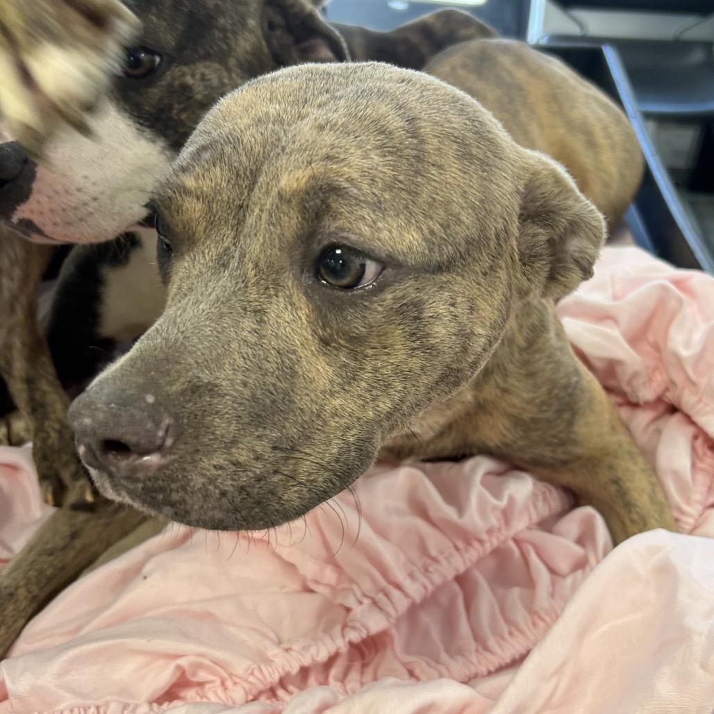 Goldilocks, a Adoptable Pit Bull Terrier in West Chester, PA image 1/2