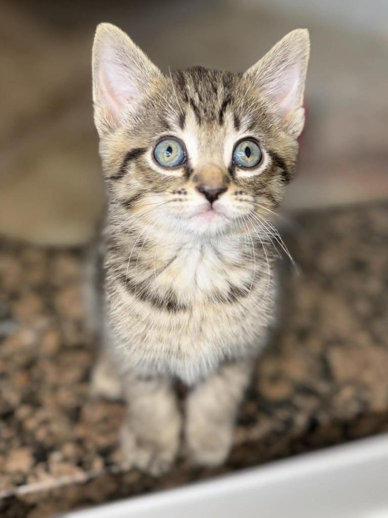 Jim Beam, Adoptable, Kitten Male Domestic Short Hair.