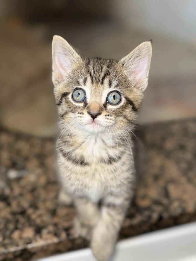 Enlarge Jim Beam, a Adoptable mixed breed in Orlando, FL image 2/3
