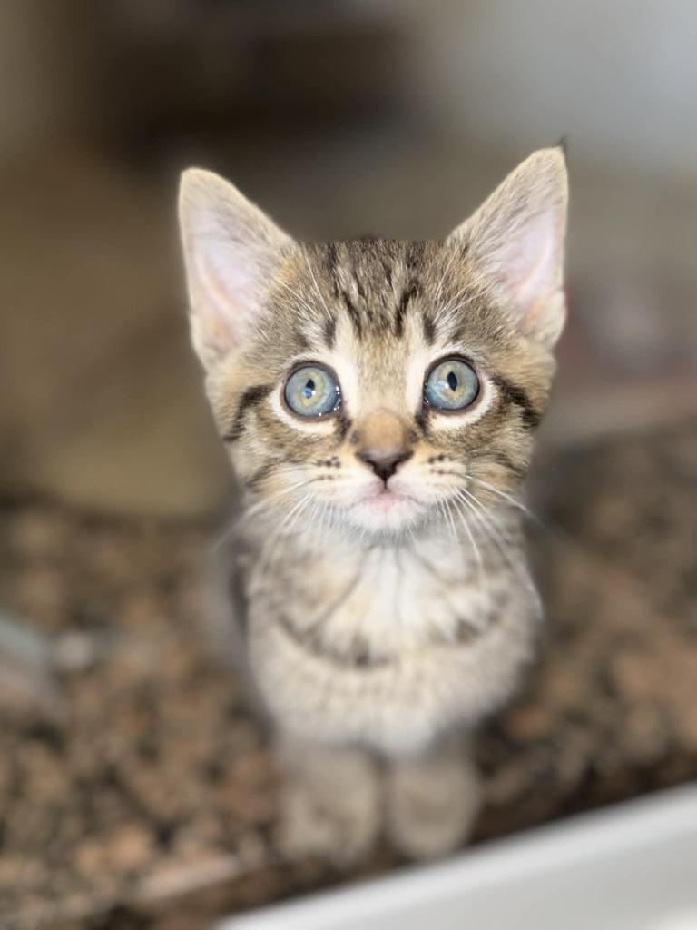 Enlarge Jim Beam, a Adoptable mixed breed in Orlando, FL image 3/3
