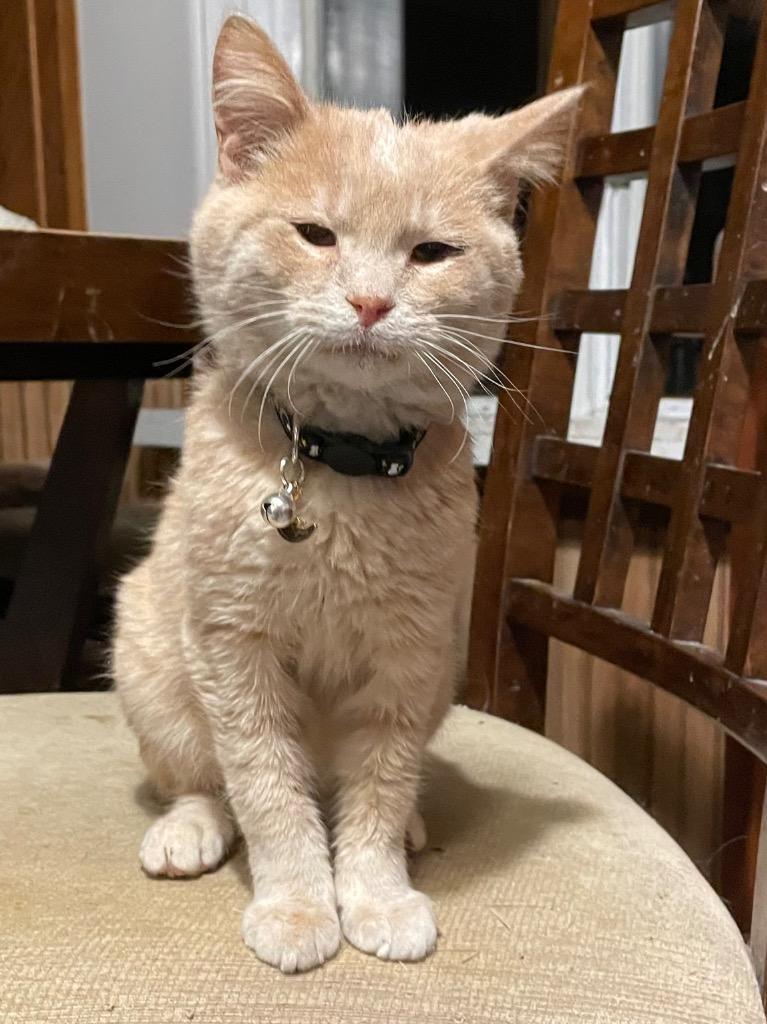 Enlarge Ian, a Adoptable mixed breed in Rice Lake, WI image 1/1