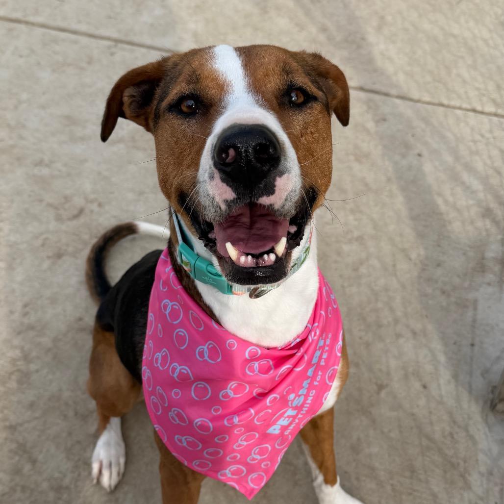 Enlarge Lolly, a Adoptable mixed breed in Fresno, CA image 1/6