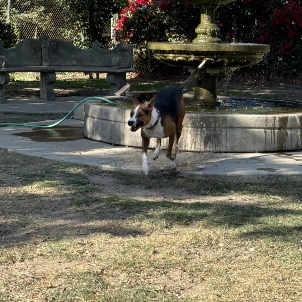 Enlarge Lolly, a Adoptable mixed breed in Fresno, CA image 2/6