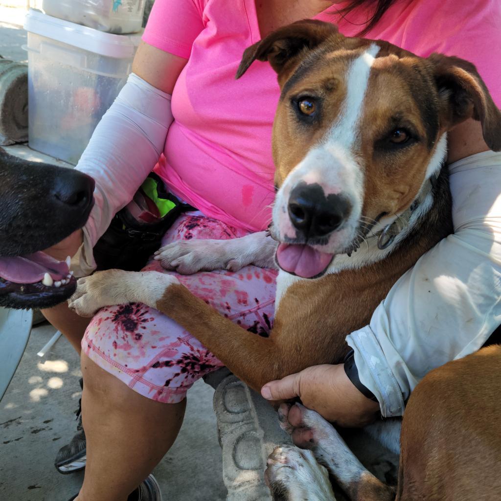 Enlarge Lolly, a Adoptable mixed breed in Fresno, CA image 3/6