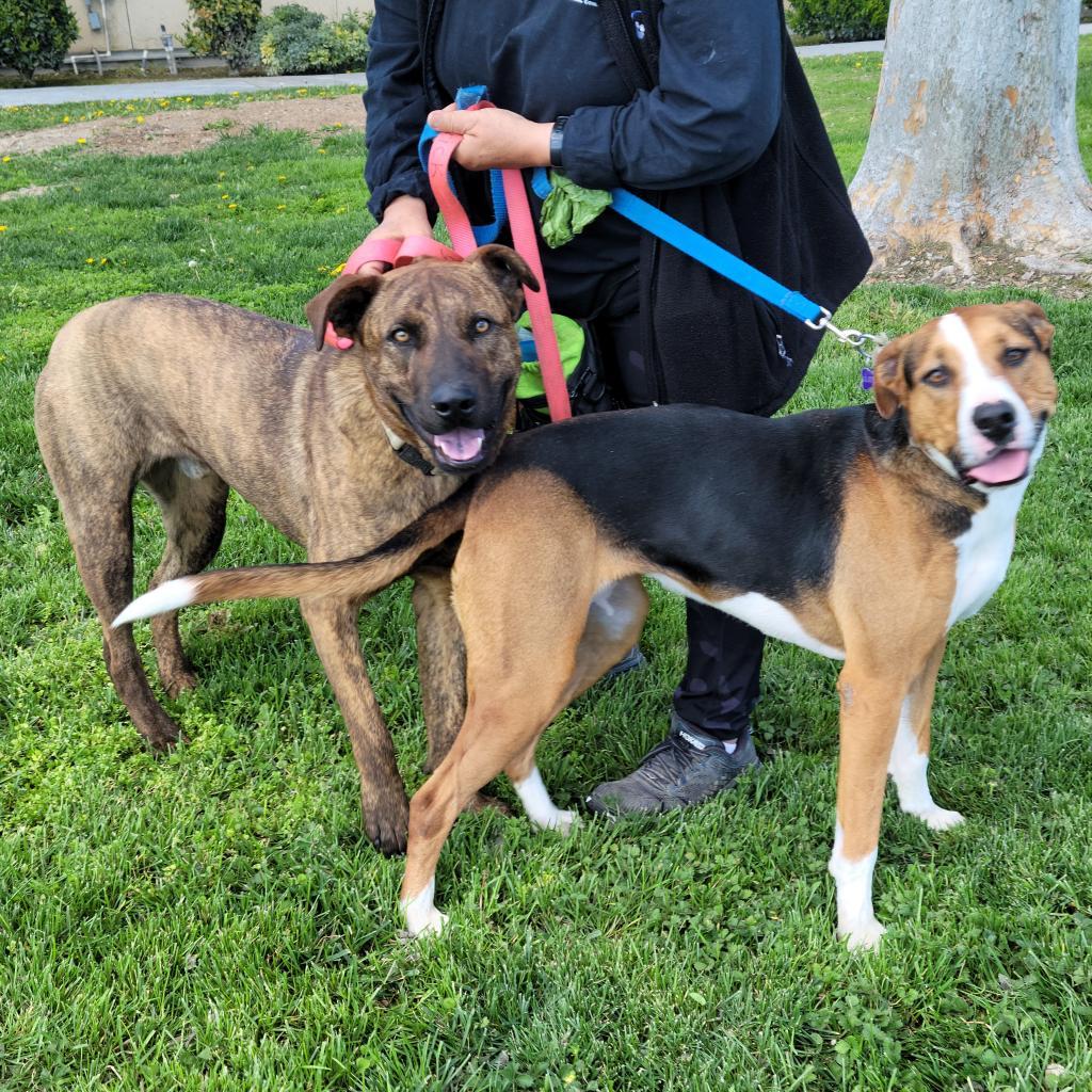 Enlarge Lolly, a Adoptable mixed breed in Fresno, CA image 4/6