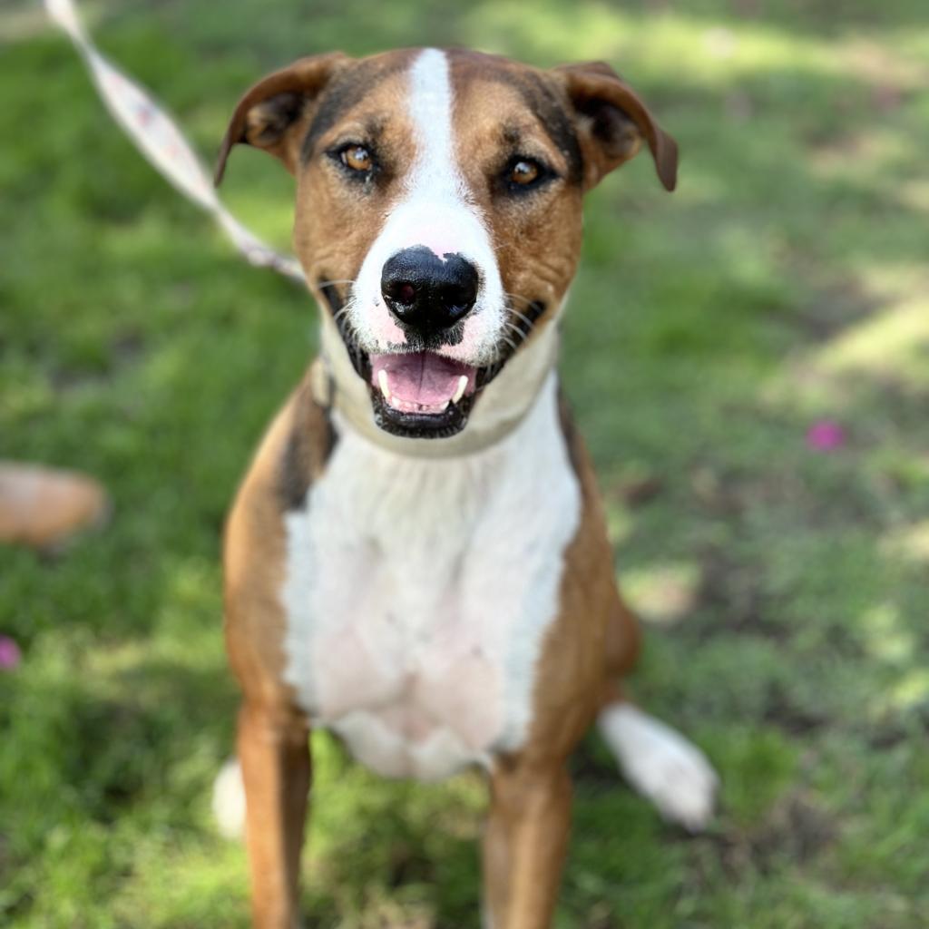 Enlarge Lolly, a Adoptable mixed breed in Fresno, CA image 5/6