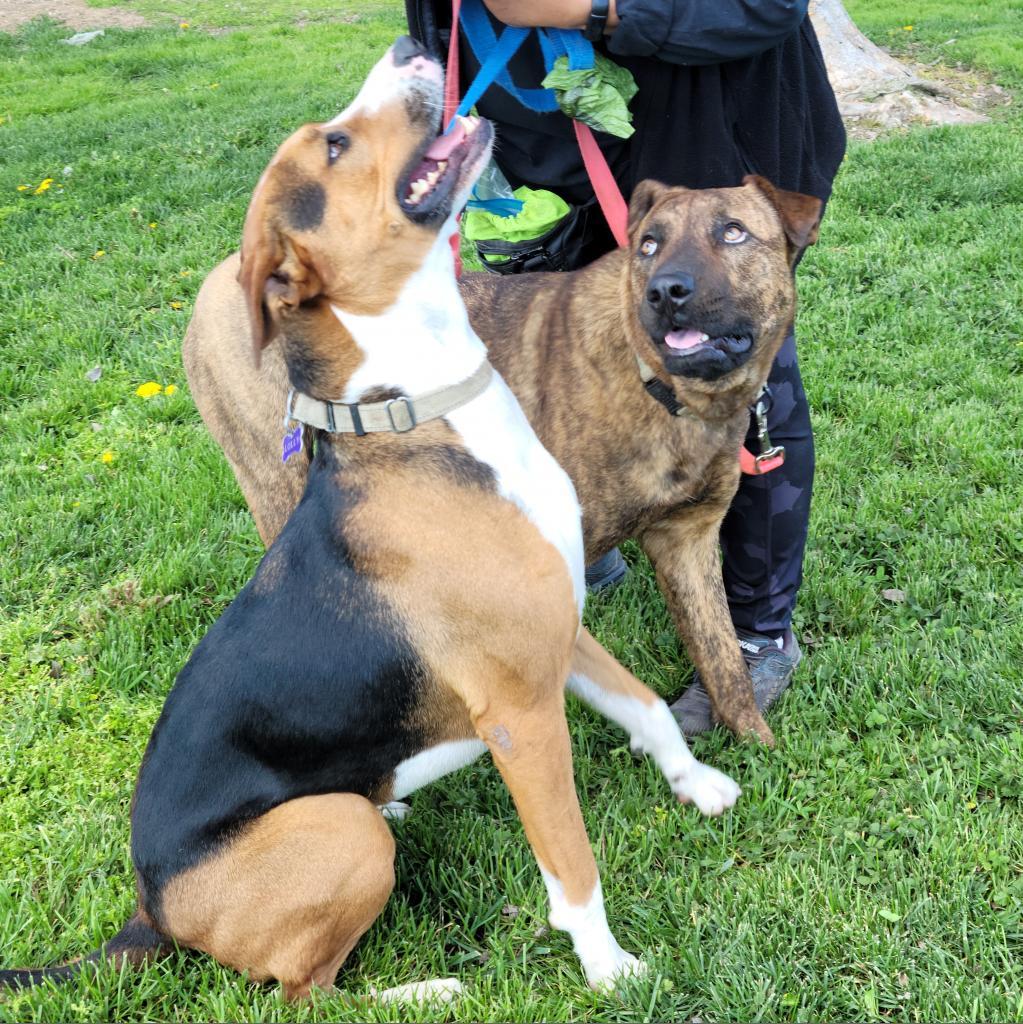 Enlarge Lolly, a Adoptable mixed breed in Fresno, CA image 6/6
