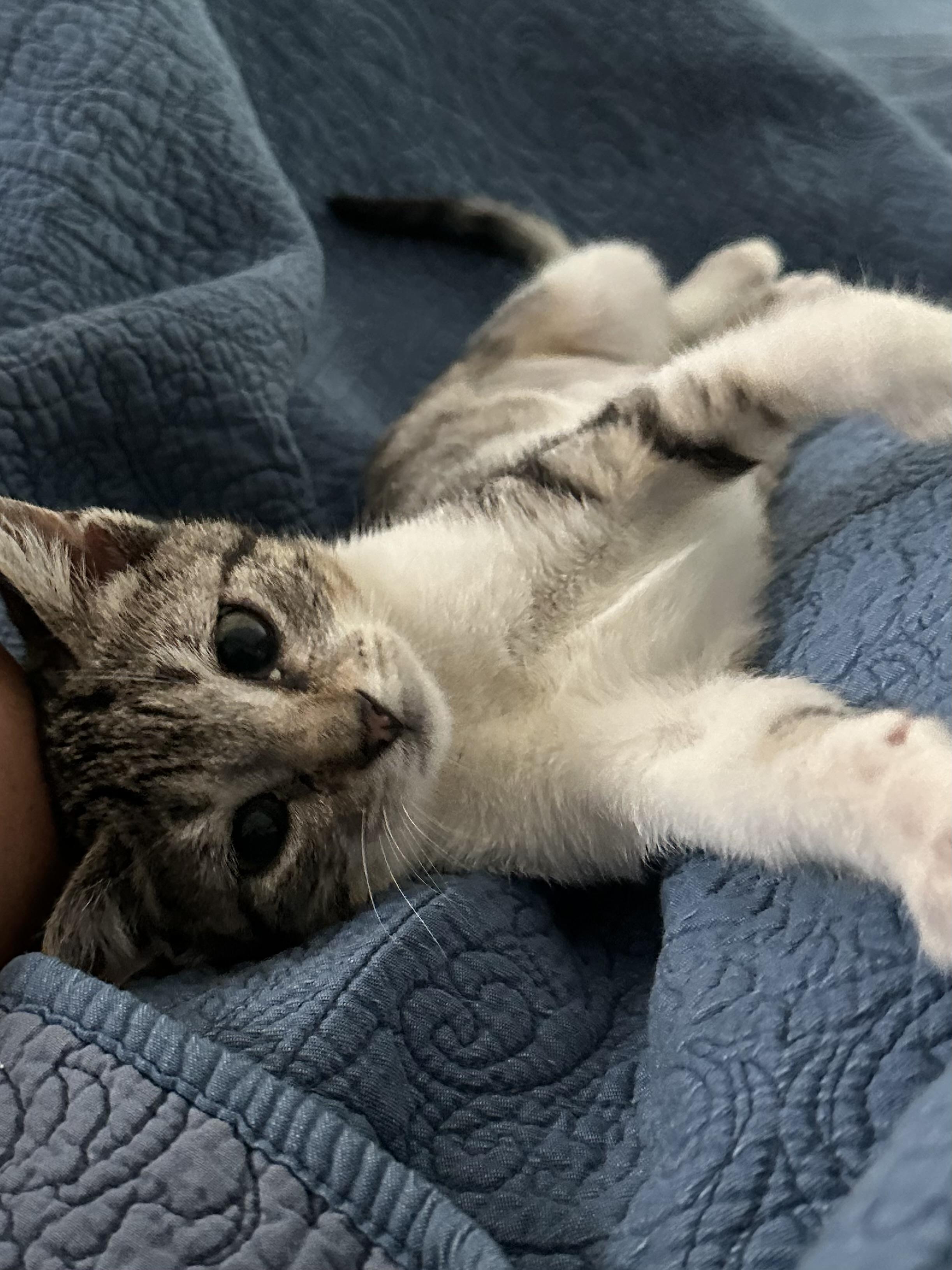 Shortcake, Adoptable, Kitten Female Domestic Short Hair.