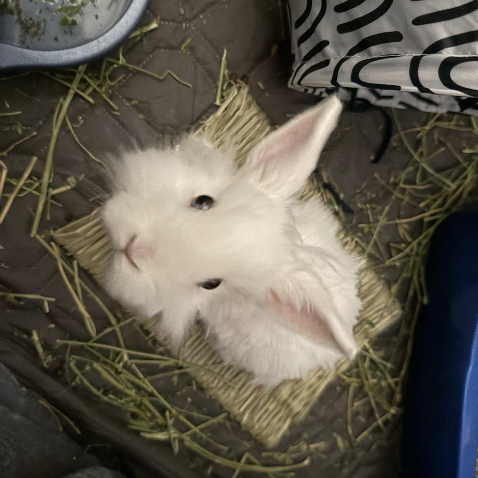 Pancake, a Adoptable mixed breed in Salt Lake City, UT image 3/5