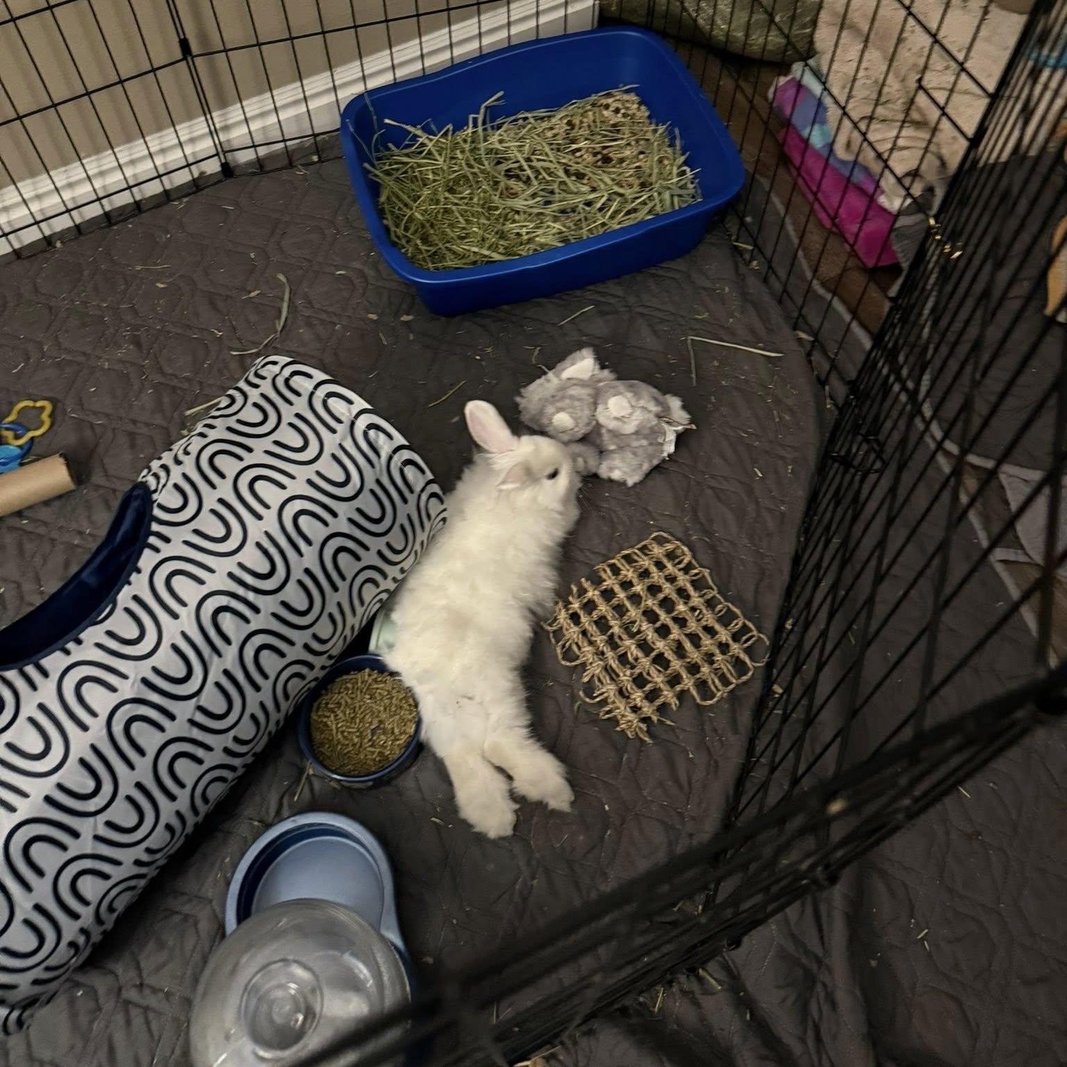 Pancake, a Adoptable mixed breed in Salt Lake City, UT image 4/5