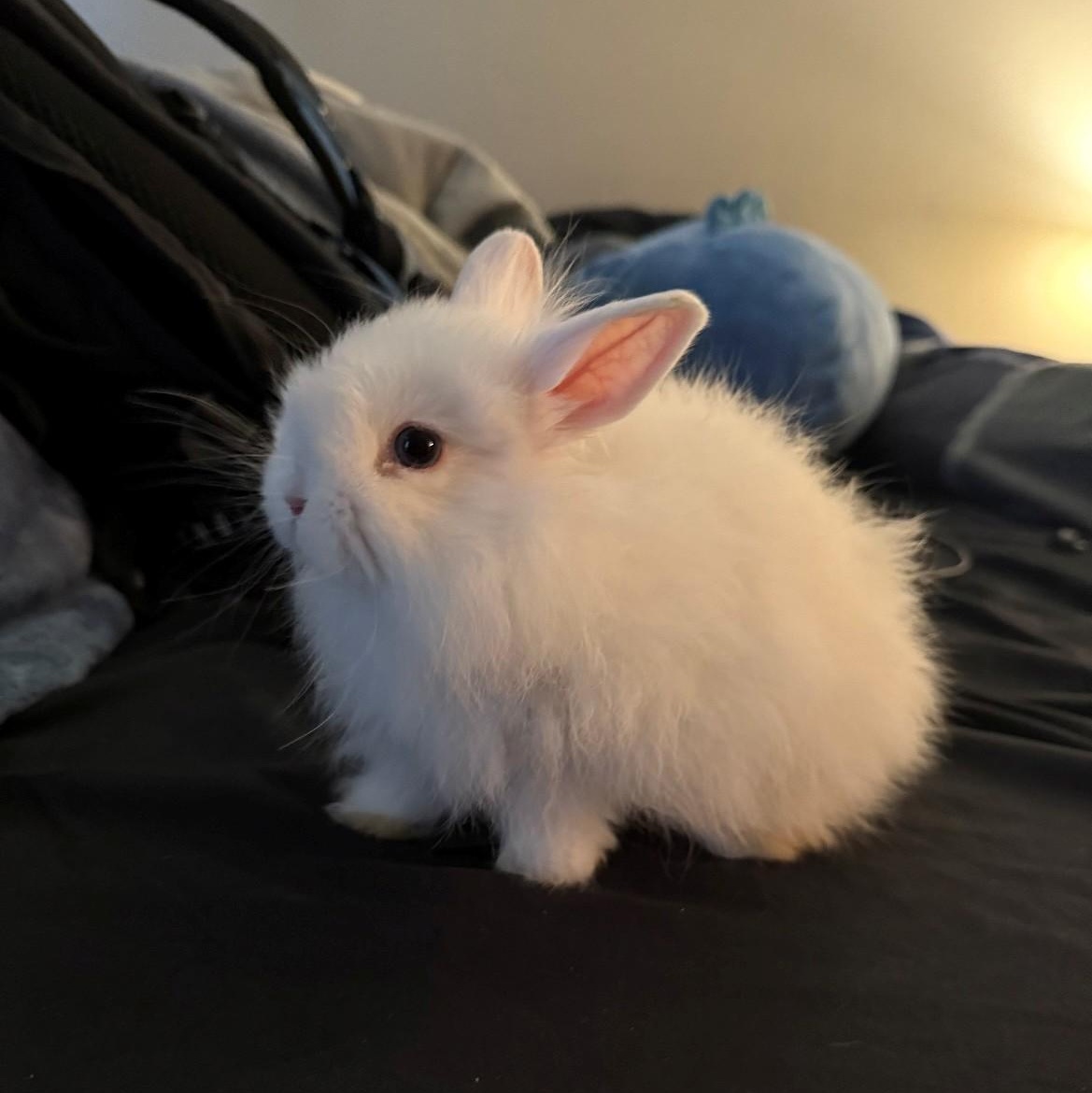 Pancake, a Adoptable mixed breed in Salt Lake City, UT image 5/5