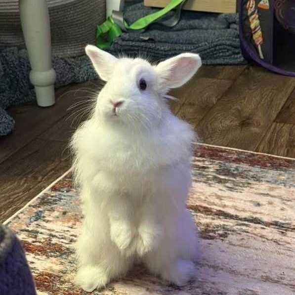 Pancake, Adoptable, Young Female Angora Rabbit.