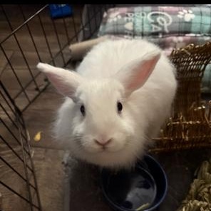 Pancake, a Adoptable mixed breed in Salt Lake City, UT image 2/5