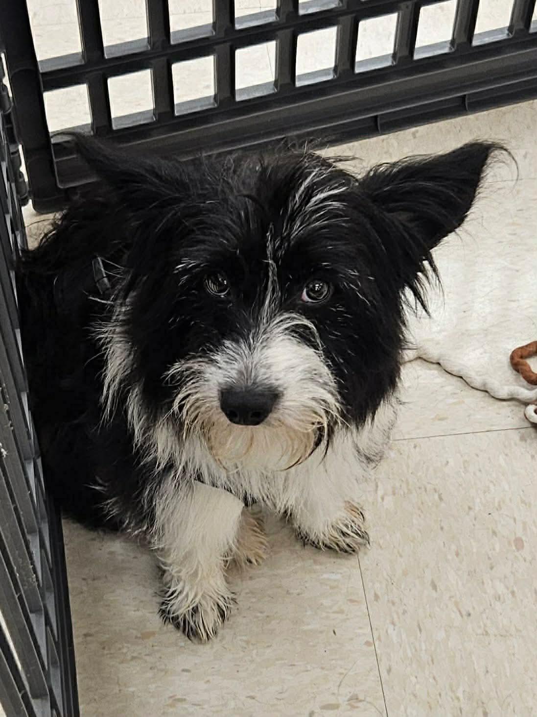 Weston, Adopted, Adult Male Pembroke Welsh Corgi & Cairn Terrier.