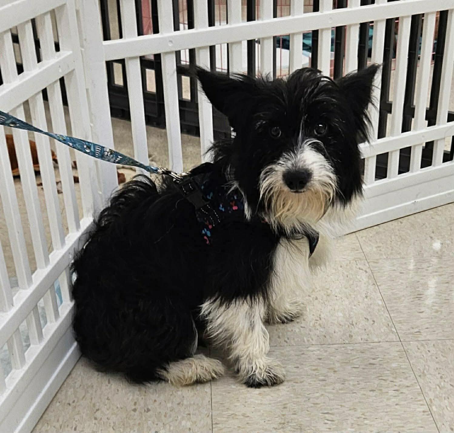 Weston, a Adopted mixed breed in Richmond, KY image 2/3