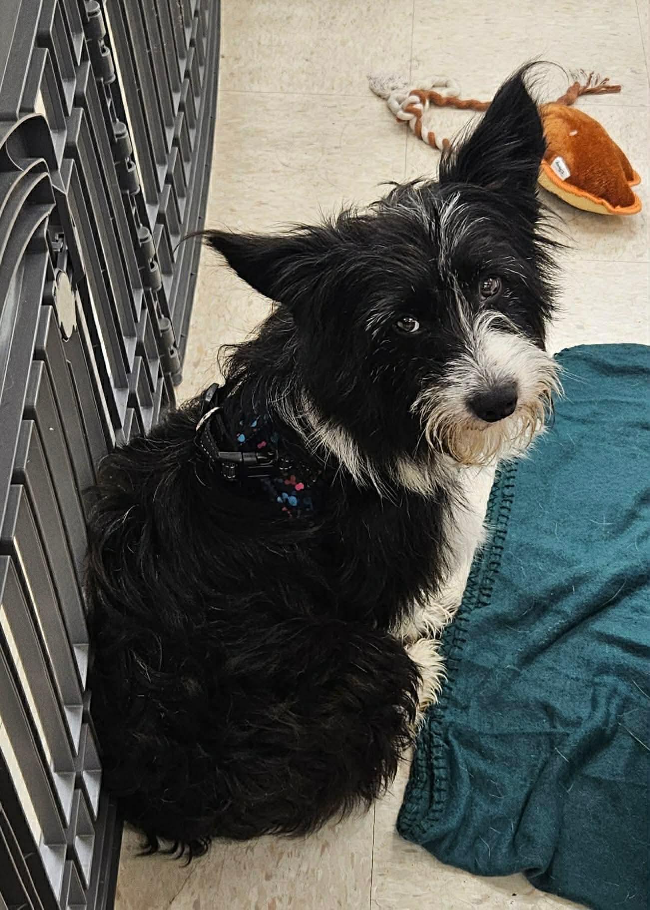 Weston, a Adopted mixed breed in Richmond, KY image 3/3