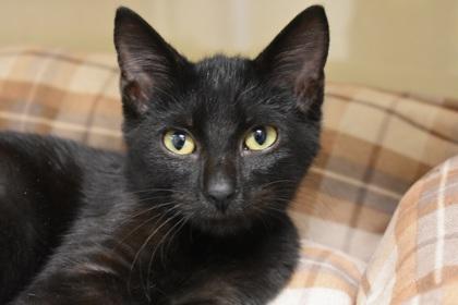 Enlarge Brewster, a Adoptable mixed breed in Kansas City, MO image 1/2