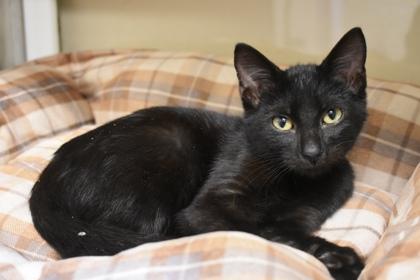 Enlarge Brewster, a Adoptable mixed breed in Kansas City, MO image 2/2