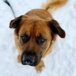 Enlarge Francesca, a ADOPTABLE Mixed Breed in Collingwood, ON image 2/3