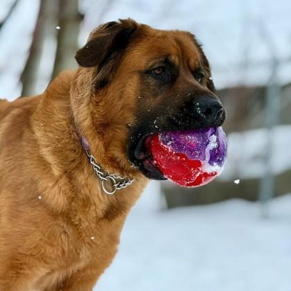 Enlarge Francesca, a ADOPTABLE Mixed Breed in Collingwood, ON image 3/3