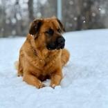 Enlarge Francesca, a ADOPTABLE Mixed Breed in Collingwood, ON image 1/3