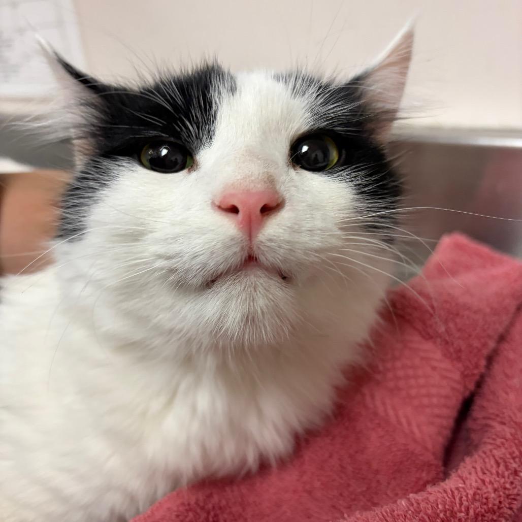 Simba, Adoptable, Young Male Domestic Long Hair.