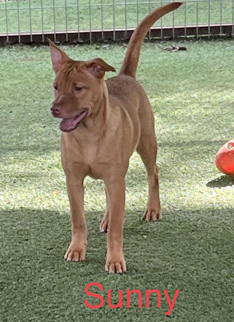 Sunny, Adoptable, Adult Female Chihuahua & Shepherd.