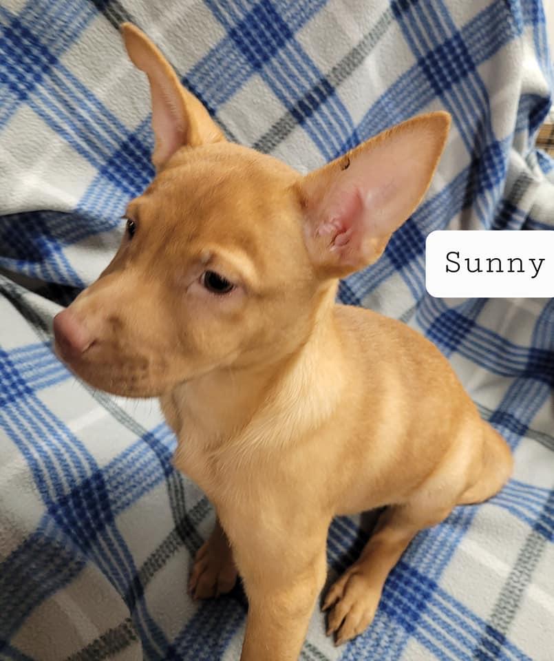 Sunny, Adoptable, Adult Female Chihuahua & Shepherd.
