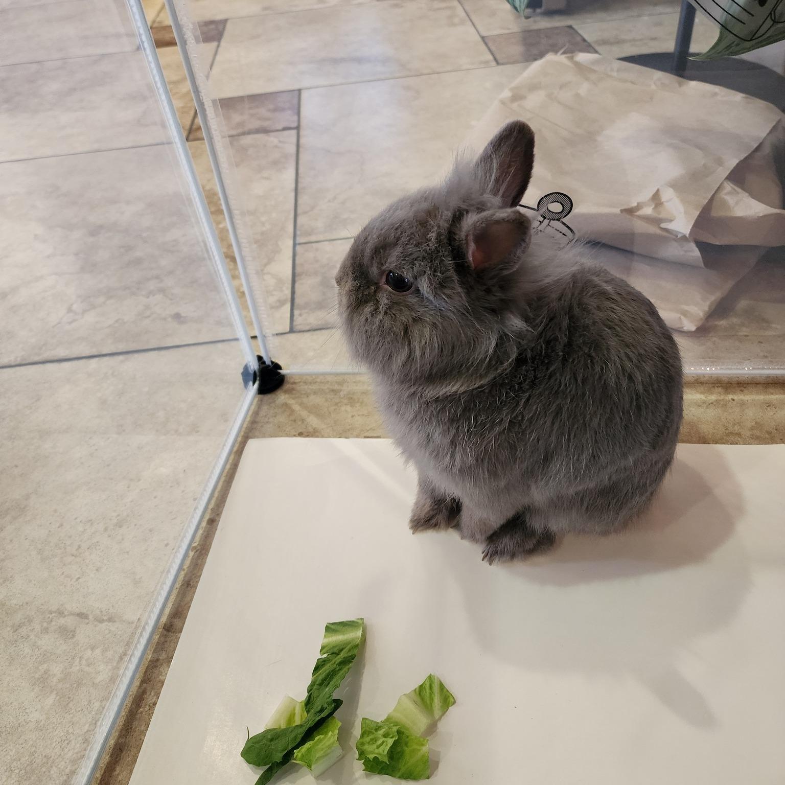 Enlarge Puffer, a Adopted Lionhead in Myakka City, FL image 1/1