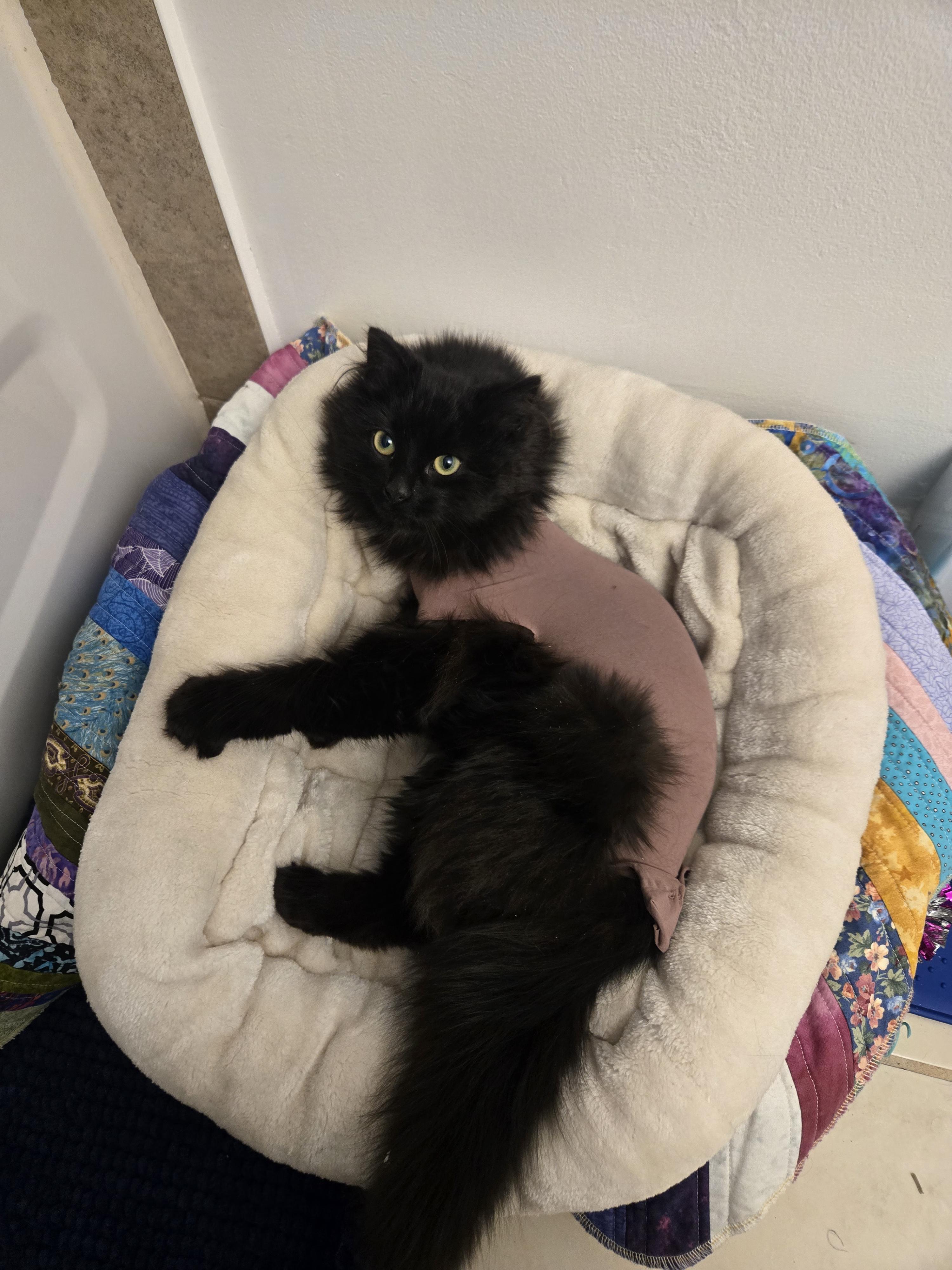 Enlarge Waffle, an adopted Domestic Long Hair in Wakefield, QC image 2/4