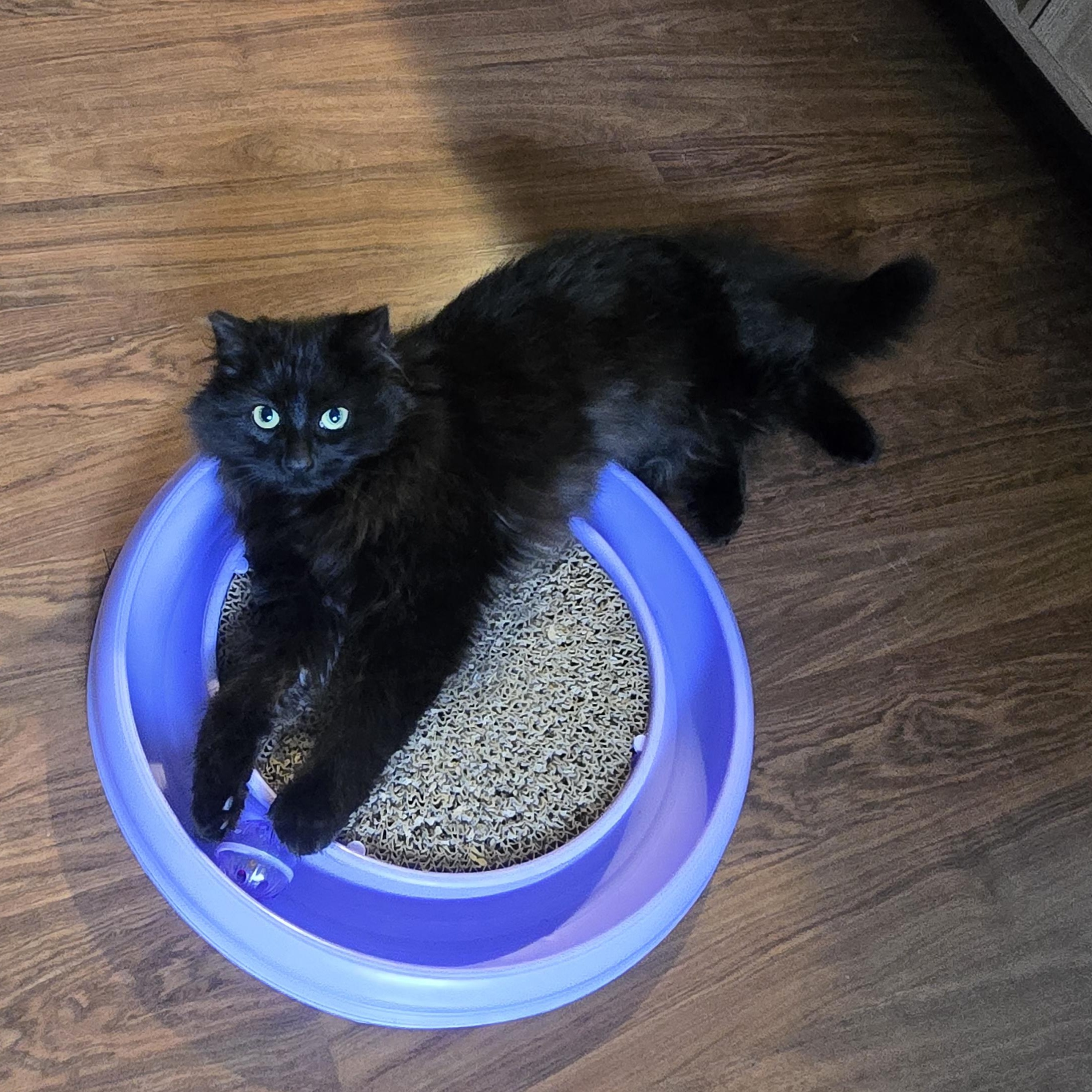 Enlarge Waffle, an adopted Domestic Long Hair in Wakefield, QC image 1/4